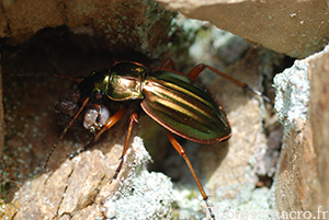 Carabus auratus